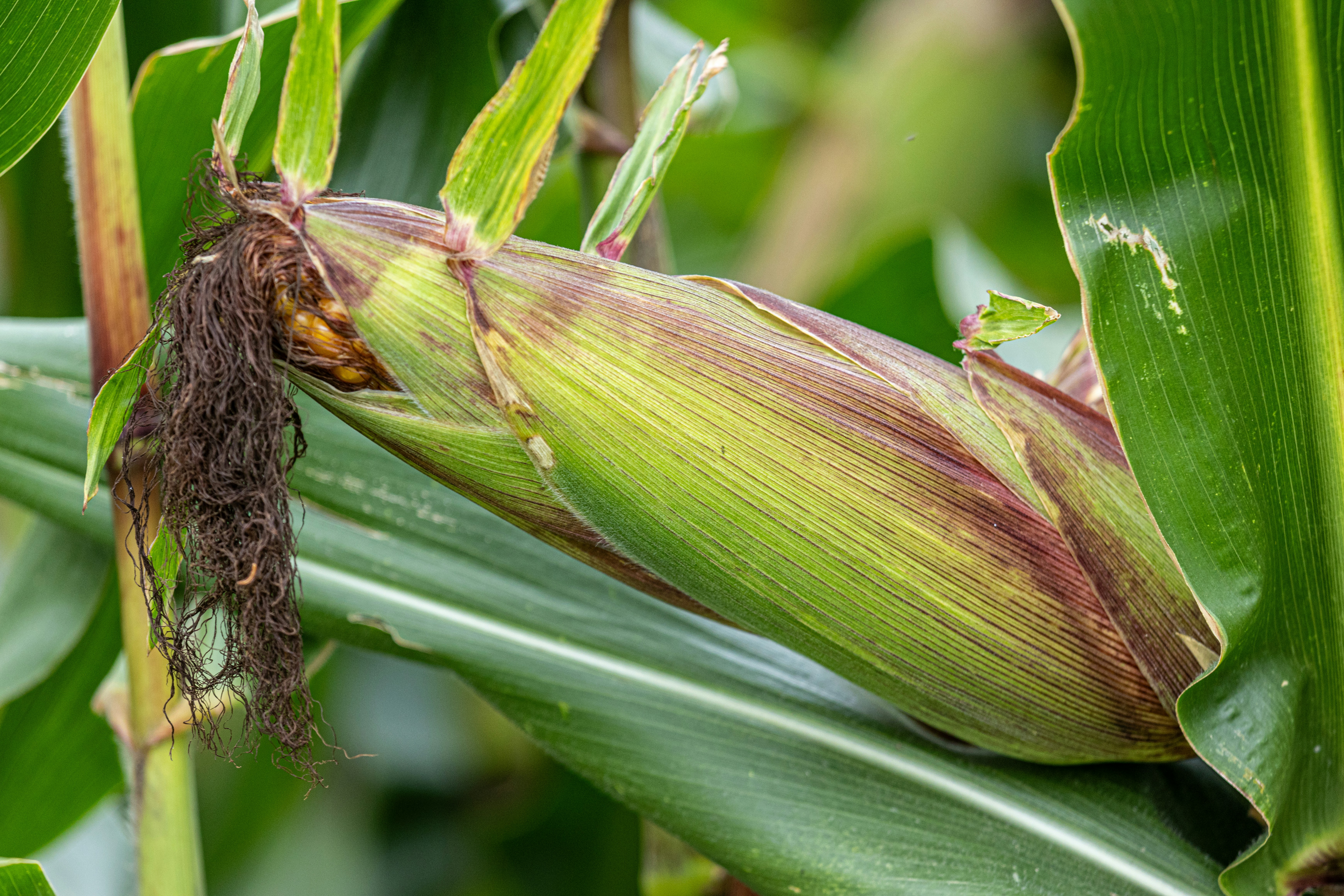 Maize plantation