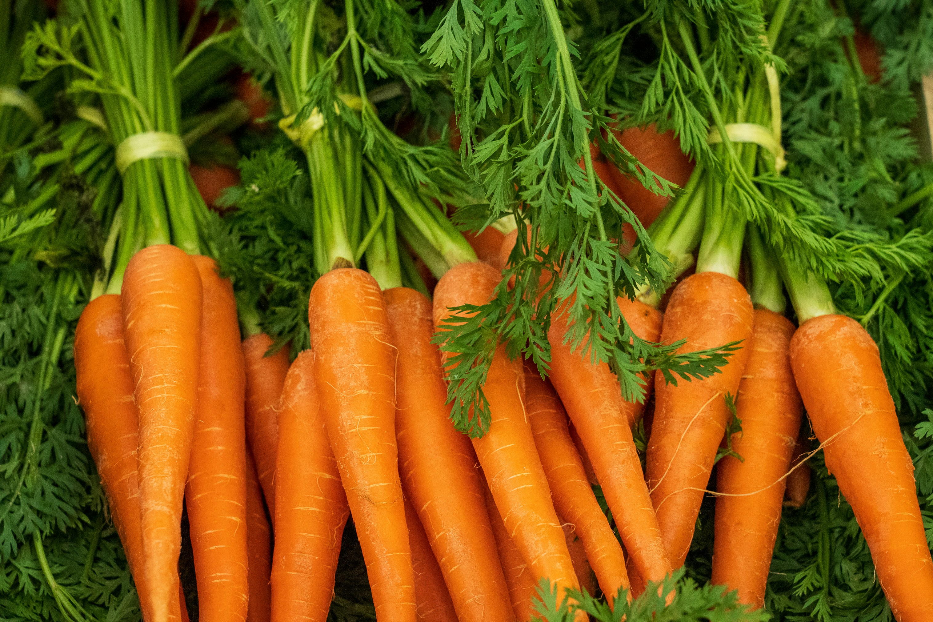 Fresh organic carrots